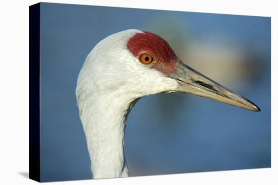 Sandhill Crane, Grus Canadensis Close Up of Head-Richard Wright-Stretched Canvas