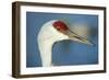 Sandhill Crane, Grus Canadensis Close Up of Head-Richard Wright-Framed Photographic Print