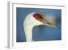 Sandhill Crane, Grus Canadensis Close Up of Head-Richard Wright-Framed Photographic Print