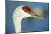 Sandhill Crane, Grus Canadensis Close Up of Head-Richard Wright-Mounted Photographic Print