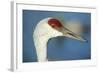 Sandhill Crane, Grus Canadensis Close Up of Head-Richard Wright-Framed Photographic Print