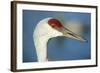 Sandhill Crane, Grus Canadensis Close Up of Head-Richard Wright-Framed Photographic Print