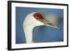 Sandhill Crane, Grus Canadensis Close Up of Head-Richard Wright-Framed Photographic Print