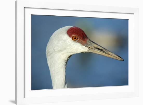 Sandhill Crane, Grus Canadensis Close Up of Head-Richard Wright-Framed Photographic Print