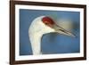 Sandhill Crane, Grus Canadensis Close Up of Head-Richard Wright-Framed Photographic Print