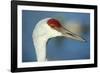 Sandhill Crane, Grus Canadensis Close Up of Head-Richard Wright-Framed Photographic Print