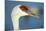 Sandhill Crane, Grus Canadensis Close Up of Head-Richard Wright-Mounted Photographic Print