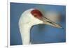 Sandhill Crane, Grus Canadensis Close Up of Head-Richard Wright-Framed Photographic Print