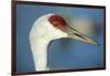 Sandhill Crane, Grus Canadensis Close Up of Head-Richard Wright-Framed Photographic Print