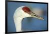 Sandhill Crane, Grus Canadensis Close Up of Head-Richard Wright-Framed Photographic Print