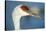 Sandhill Crane, Grus Canadensis Close Up of Head-Richard Wright-Stretched Canvas