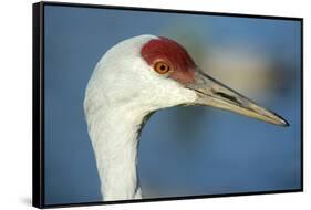 Sandhill Crane, Grus Canadensis Close Up of Head-Richard Wright-Framed Stretched Canvas