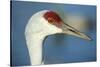 Sandhill Crane, Grus Canadensis Close Up of Head-Richard Wright-Stretched Canvas