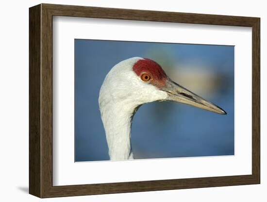 Sandhill Crane, Grus Canadensis Close Up of Head-Richard Wright-Framed Photographic Print