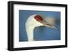 Sandhill Crane, Grus Canadensis Close Up of Head-Richard Wright-Framed Photographic Print