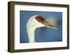 Sandhill Crane, Grus Canadensis Close Up of Head-Richard Wright-Framed Premium Photographic Print