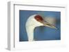 Sandhill Crane, Grus Canadensis Close Up of Head-Richard Wright-Framed Premium Photographic Print