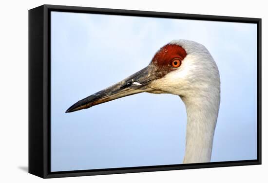 Sandhill Crane, Grus Canadensis, Close Up of Heads-Richard Wright-Framed Stretched Canvas