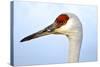 Sandhill Crane, Grus Canadensis, Close Up of Heads-Richard Wright-Stretched Canvas