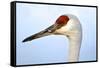 Sandhill Crane, Grus Canadensis, Close Up of Heads-Richard Wright-Framed Stretched Canvas