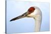 Sandhill Crane, Grus Canadensis, Close Up of Heads-Richard Wright-Stretched Canvas