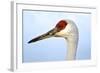 Sandhill Crane, Grus Canadensis, Close Up of Heads-Richard Wright-Framed Photographic Print