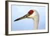 Sandhill Crane, Grus Canadensis, Close Up of Heads-Richard Wright-Framed Photographic Print