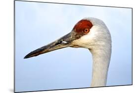 Sandhill Crane, Grus Canadensis, Close Up of Heads-Richard Wright-Mounted Photographic Print