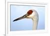 Sandhill Crane, Grus Canadensis, Close Up of Heads-Richard Wright-Framed Photographic Print