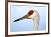 Sandhill Crane, Grus Canadensis, Close Up of Heads-Richard Wright-Framed Photographic Print