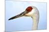 Sandhill Crane, Grus Canadensis, Close Up of Heads-Richard Wright-Mounted Photographic Print