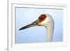 Sandhill Crane, Grus Canadensis, Close Up of Heads-Richard Wright-Framed Photographic Print