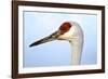 Sandhill Crane, Grus Canadensis, Close Up of Heads-Richard Wright-Framed Photographic Print