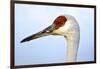 Sandhill Crane, Grus Canadensis, Close Up of Heads-Richard Wright-Framed Photographic Print