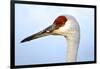 Sandhill Crane, Grus Canadensis, Close Up of Heads-Richard Wright-Framed Photographic Print