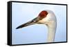 Sandhill Crane, Grus Canadensis, Close Up of Heads-Richard Wright-Framed Stretched Canvas