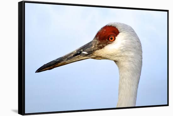 Sandhill Crane, Grus Canadensis, Close Up of Heads-Richard Wright-Framed Stretched Canvas
