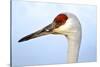 Sandhill Crane, Grus Canadensis, Close Up of Heads-Richard Wright-Stretched Canvas