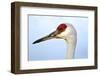 Sandhill Crane, Grus Canadensis, Close Up of Heads-Richard Wright-Framed Photographic Print