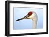 Sandhill Crane, Grus Canadensis, Close Up of Heads-Richard Wright-Framed Photographic Print