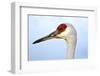 Sandhill Crane, Grus Canadensis, Close Up of Heads-Richard Wright-Framed Photographic Print