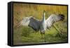 Sandhill Crane, Grus Canadensis Drying its Wings-Richard Wright-Framed Stretched Canvas