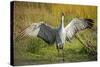 Sandhill Crane, Grus Canadensis Drying its Wings-Richard Wright-Stretched Canvas