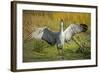 Sandhill Crane, Grus Canadensis Drying its Wings-Richard Wright-Framed Photographic Print