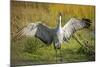 Sandhill Crane, Grus Canadensis Drying its Wings-Richard Wright-Mounted Photographic Print