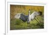 Sandhill Crane, Grus Canadensis Drying its Wings-Richard Wright-Framed Photographic Print