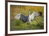 Sandhill Crane, Grus Canadensis Drying its Wings-Richard Wright-Framed Photographic Print