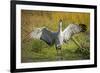 Sandhill Crane, Grus Canadensis Drying its Wings-Richard Wright-Framed Photographic Print