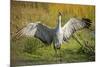 Sandhill Crane, Grus Canadensis Drying its Wings-Richard Wright-Mounted Photographic Print