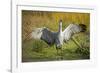 Sandhill Crane, Grus Canadensis Drying its Wings-Richard Wright-Framed Photographic Print